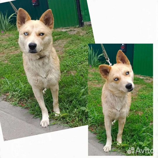 Хася голубые глаза