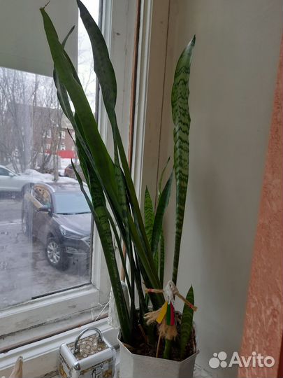 Комнатные растения