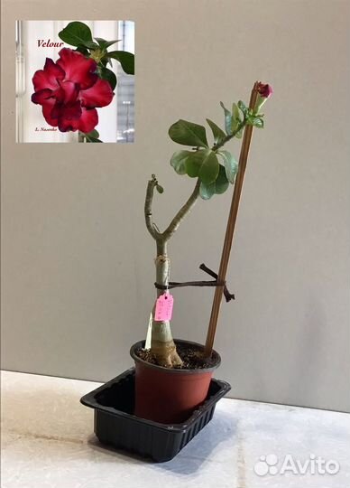 Адениумы взрослые