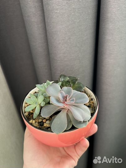 Флорариум мини-садик из суккулентов