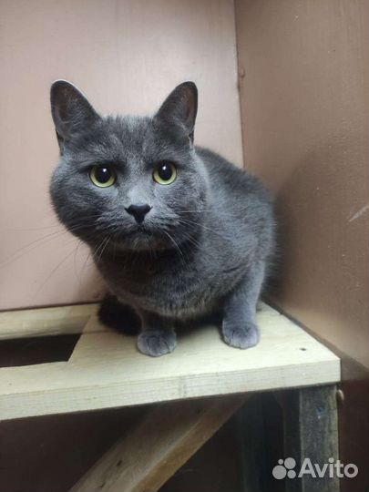 Тимофей британец ищет добрые руки