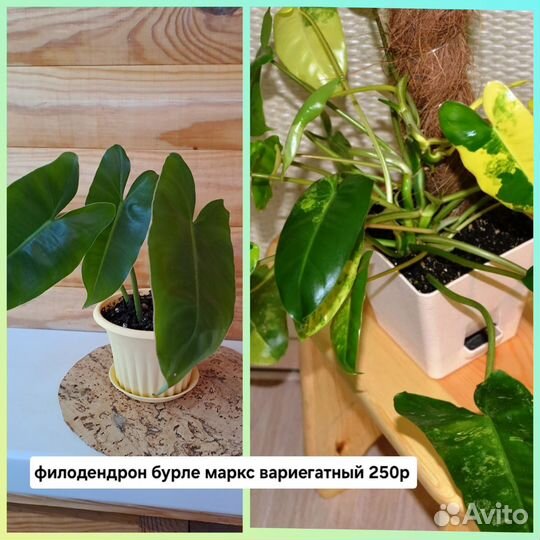 Цветы комнатные