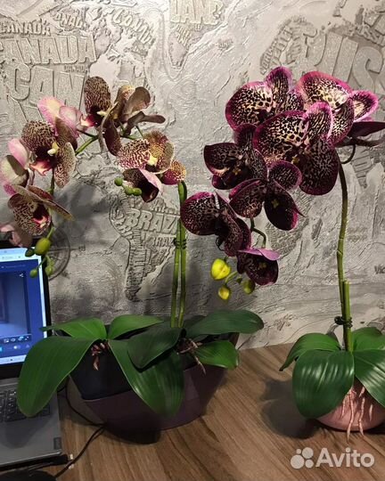 Орхидеи интерьерные