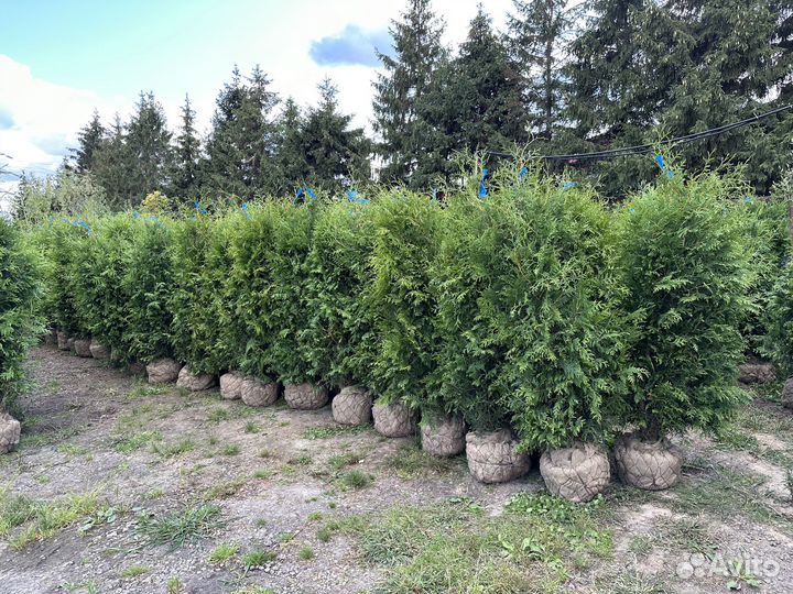 Туя Брабант из питомника
