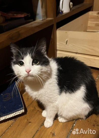 Кошка в добрые руки