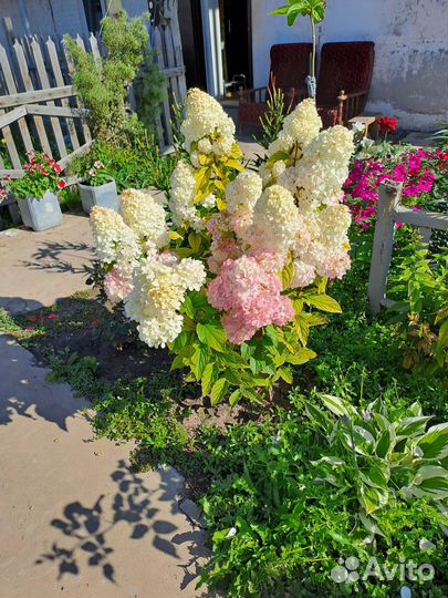 Гортензия саженцы метельчатая