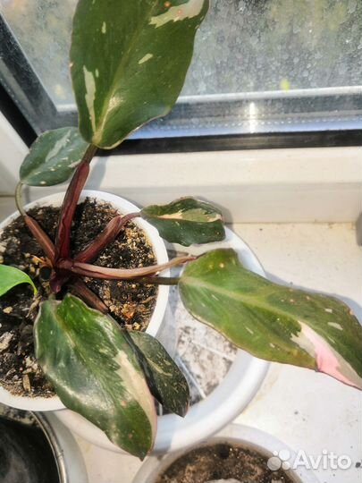 Филодендроны разные