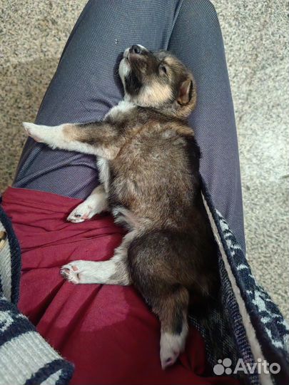 Щенок полу-хаски, щенки