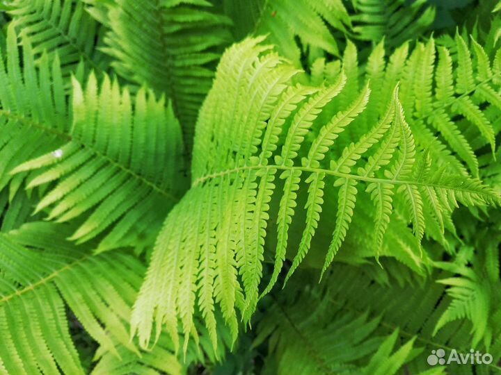 Многолетние цветы, кустарники