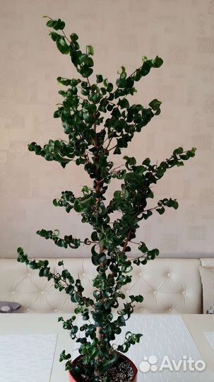 Фикус барок