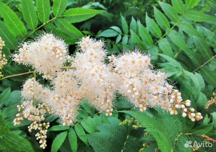 Рябинник рябинолистный