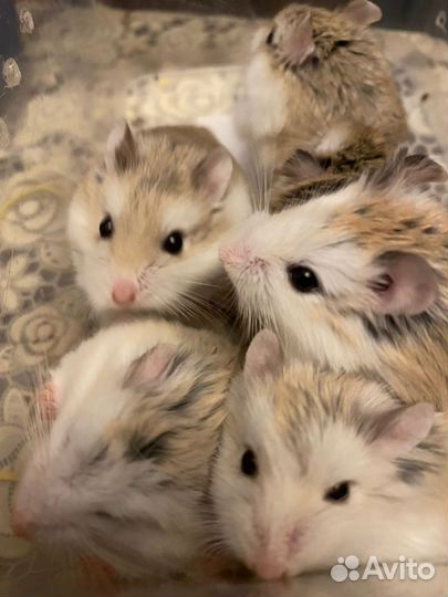 Хомяки Роборовского