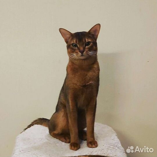 Абиссинский кот