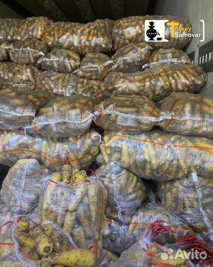 Узбекский Желтая морковь опт и в розницу