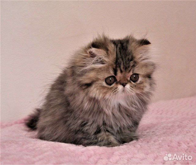 Персидские котята