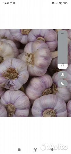 Посадочный материал, чеснок