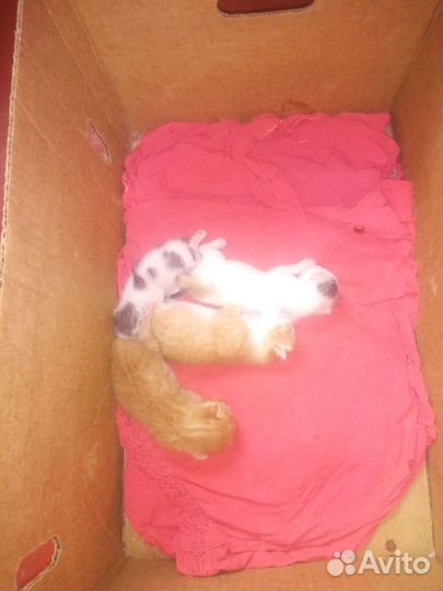 2 кота и кошка в дар бесплатно