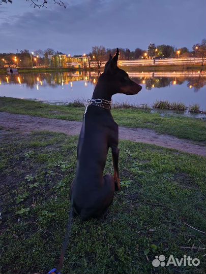 Доберман в добрые руки