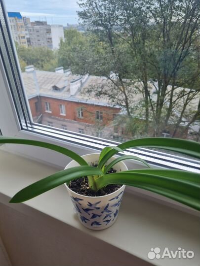 Цветочные растения в новых горшочках