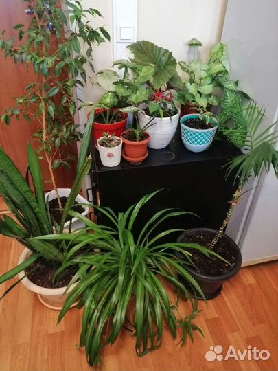 Комнатные растения одним лотом 12 штук