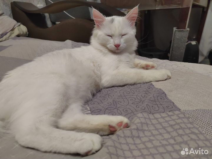 Кошечка в добрые руки