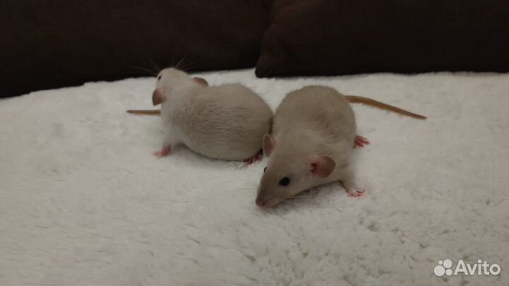 Крысята дамбо домашнего разведения