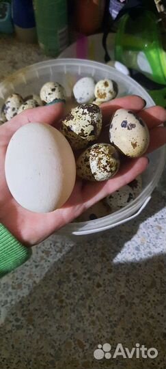 Яйцо перепелинное и куринное домашние