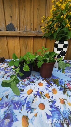 Мята,Салат листовой, Малина тибетская