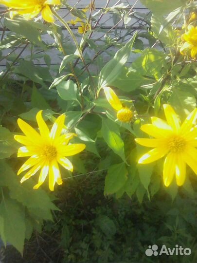 Топинамбур клубни и цветы