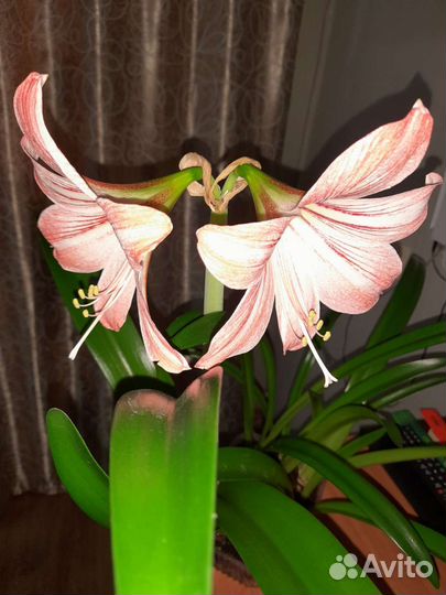 Амарилис, Гипеаструм