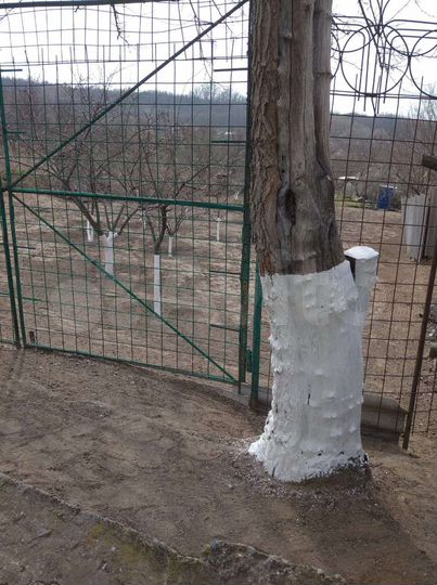 Участок 6 сот. (ИЖС)