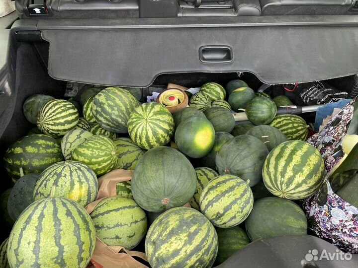 Рассада уральских арбузов и дынь