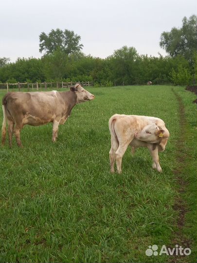 Корова дойная с теленком