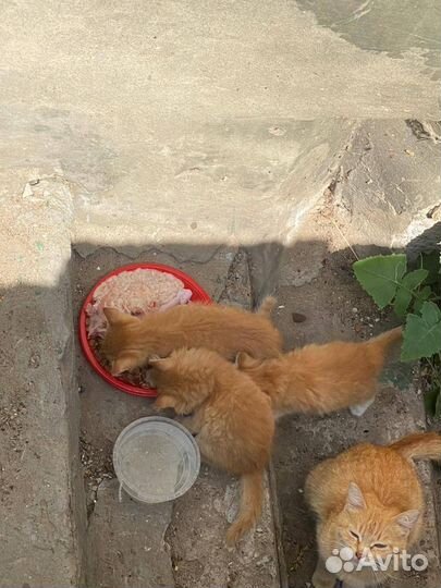 Котята на улице