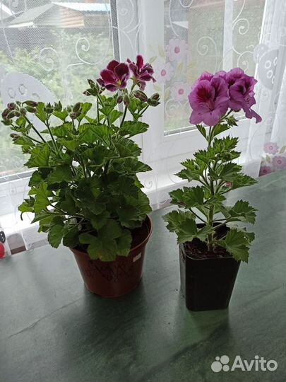 Пеларгония герань сортовая