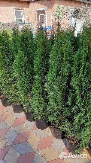 Туя Смарагд