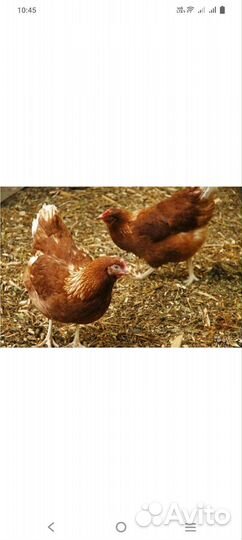 Куры молодые 4 мес