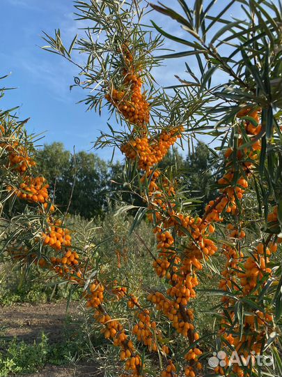 Первый в Алтае сад интенсивного типа
