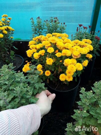 Хризантемы мультифлора