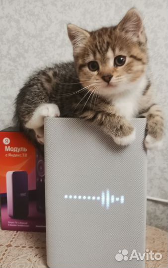 Шотландский кот для вязки вислоухий