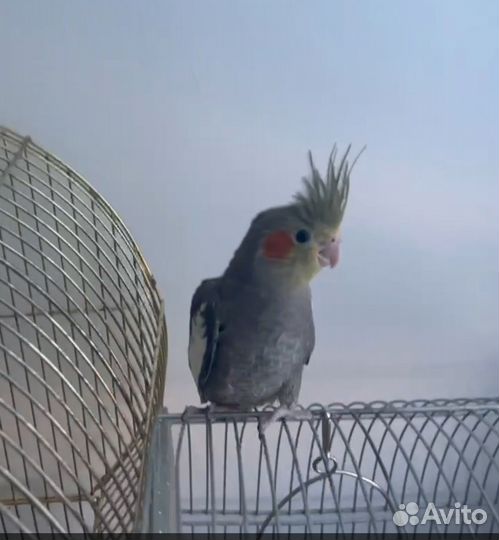 Попугай корелла