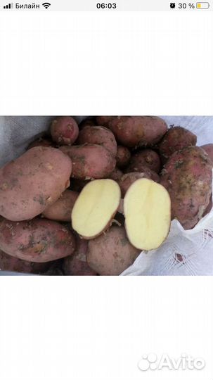 Продам картофель