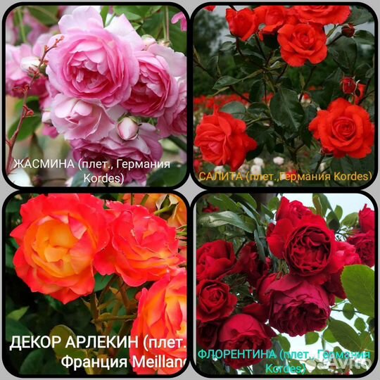 Саженцы элитных сортов роз