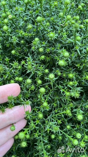 Астра многолетняя кустовая