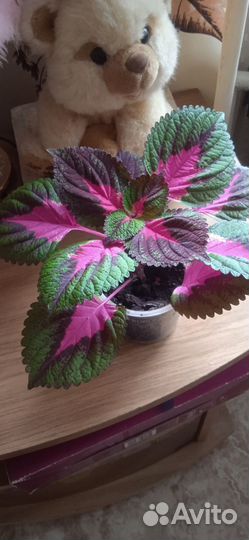 Комнатные цветы колеус