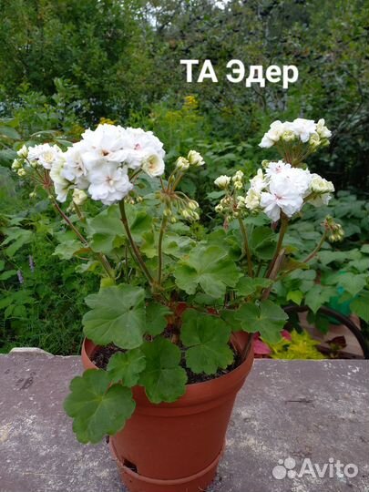 Пеларгония