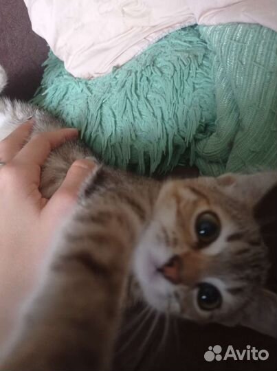 Отдам котёнка в добрые руки