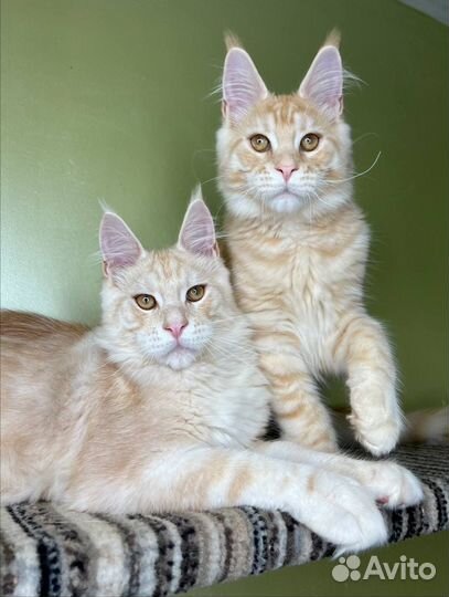 Мейн-кун красный