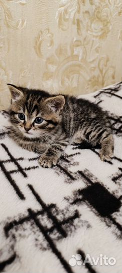 Котик в добрые руки