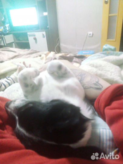 В поисках ма и па